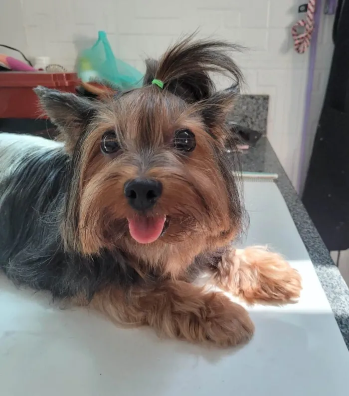 Cachorro ra a Yorkshire idade 5 anos nome Nina