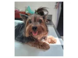 Cachorro raça Yorkshire idade 5 anos nome Nina