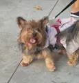 Nina