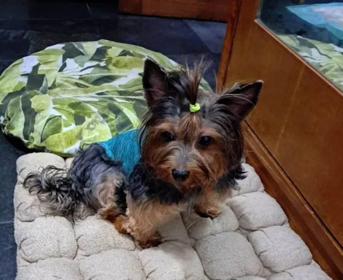 Cachorro ra a Yorkshire idade 5 anos nome Nina
