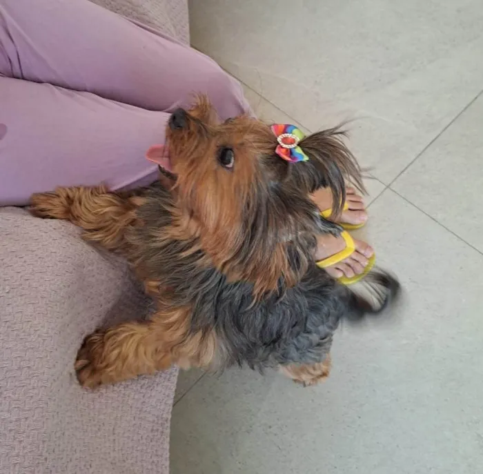 Cachorro ra a Yorkshire idade 5 anos nome Nina