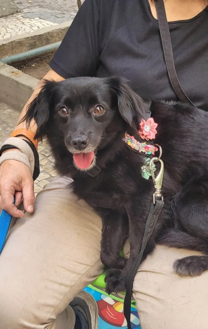 Cachorro ra a SRD-ViraLata idade 1 ano nome Mahio