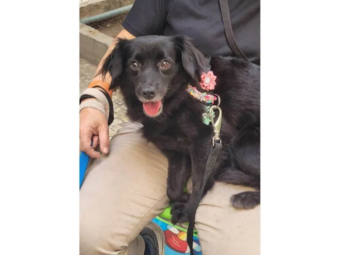 Cachorro ra a SRD-ViraLata idade 1 ano nome Mahio