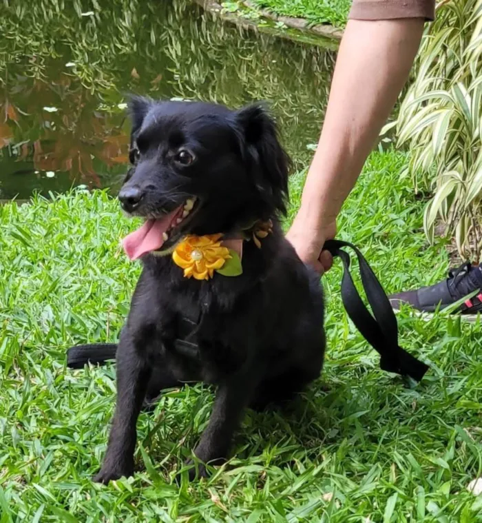 Cachorro ra a SRD-ViraLata idade 1 ano nome Mahio
