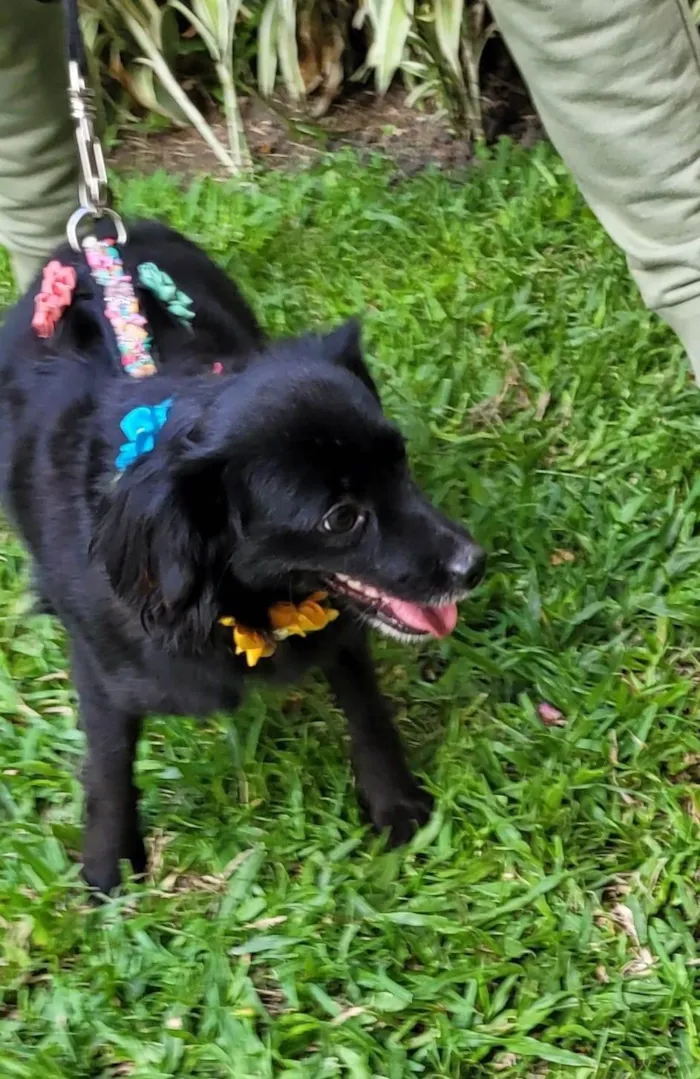 Cachorro ra a SRD-ViraLata idade 1 ano nome Mahio