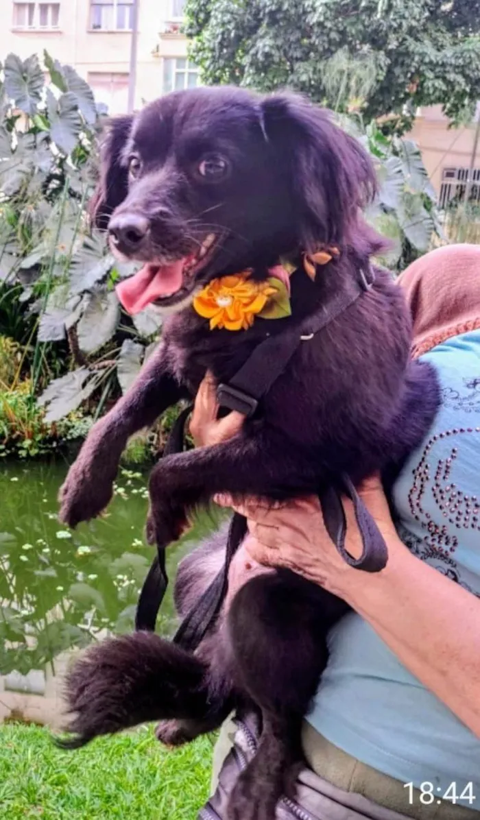 Cachorro ra a SRD-ViraLata idade 1 ano nome Mahio