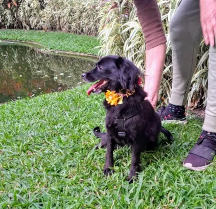 Cachorro ra a SRD-ViraLata idade 1 ano nome Mahio