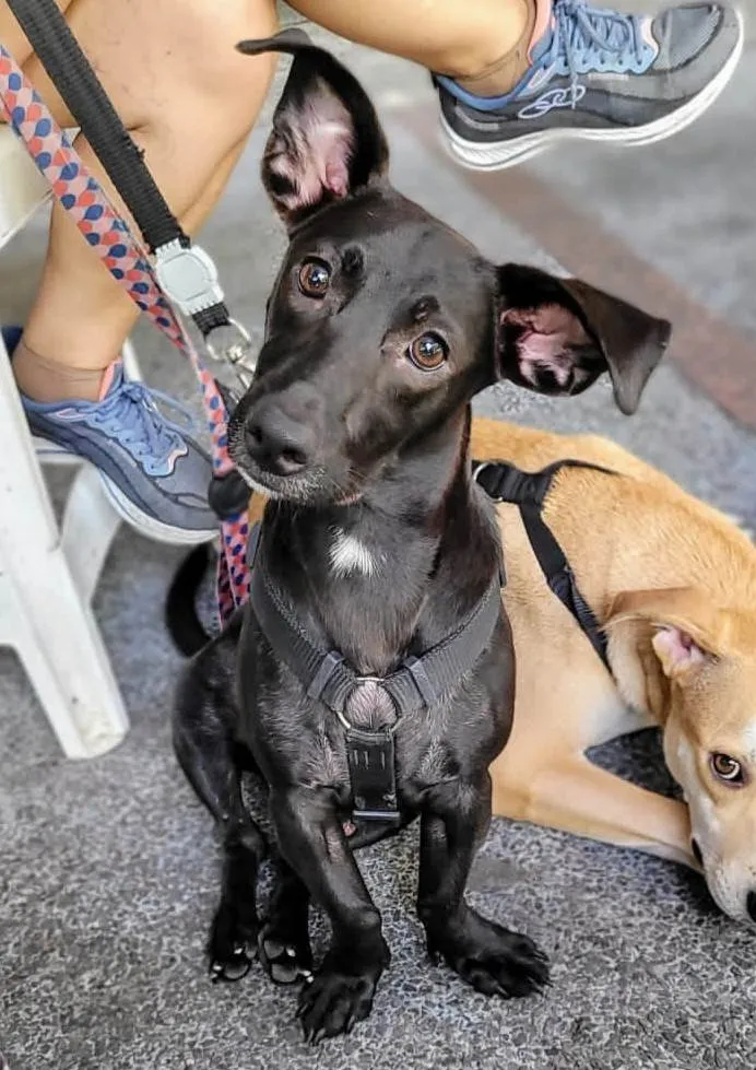 Cachorro ra a SRD-ViraLata idade 7 a 11 meses nome Joca