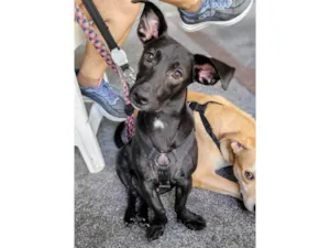 Cachorro raça SRD-ViraLata idade 7 a 11 meses nome Joca