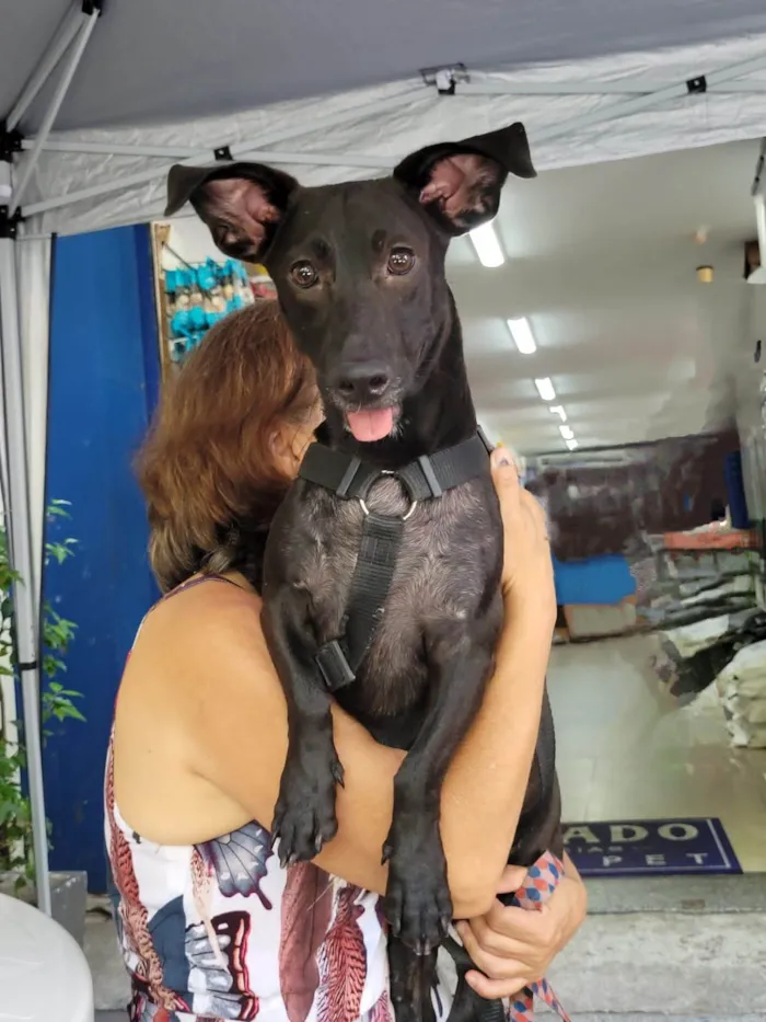 Cachorro ra a SRD-ViraLata idade 7 a 11 meses nome Joca