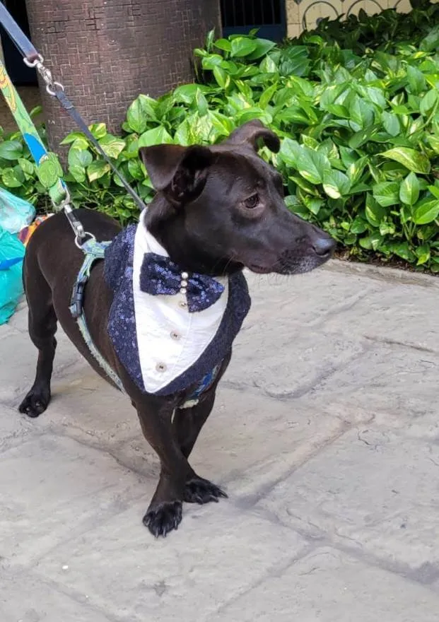Cachorro ra a SRD-ViraLata idade 7 a 11 meses nome Joca