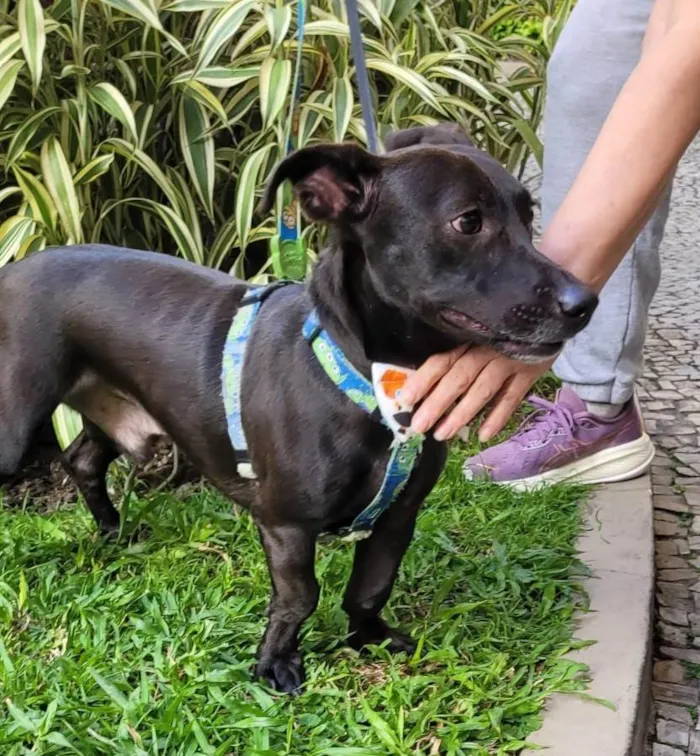 Cachorro ra a SRD-ViraLata idade 7 a 11 meses nome Joca