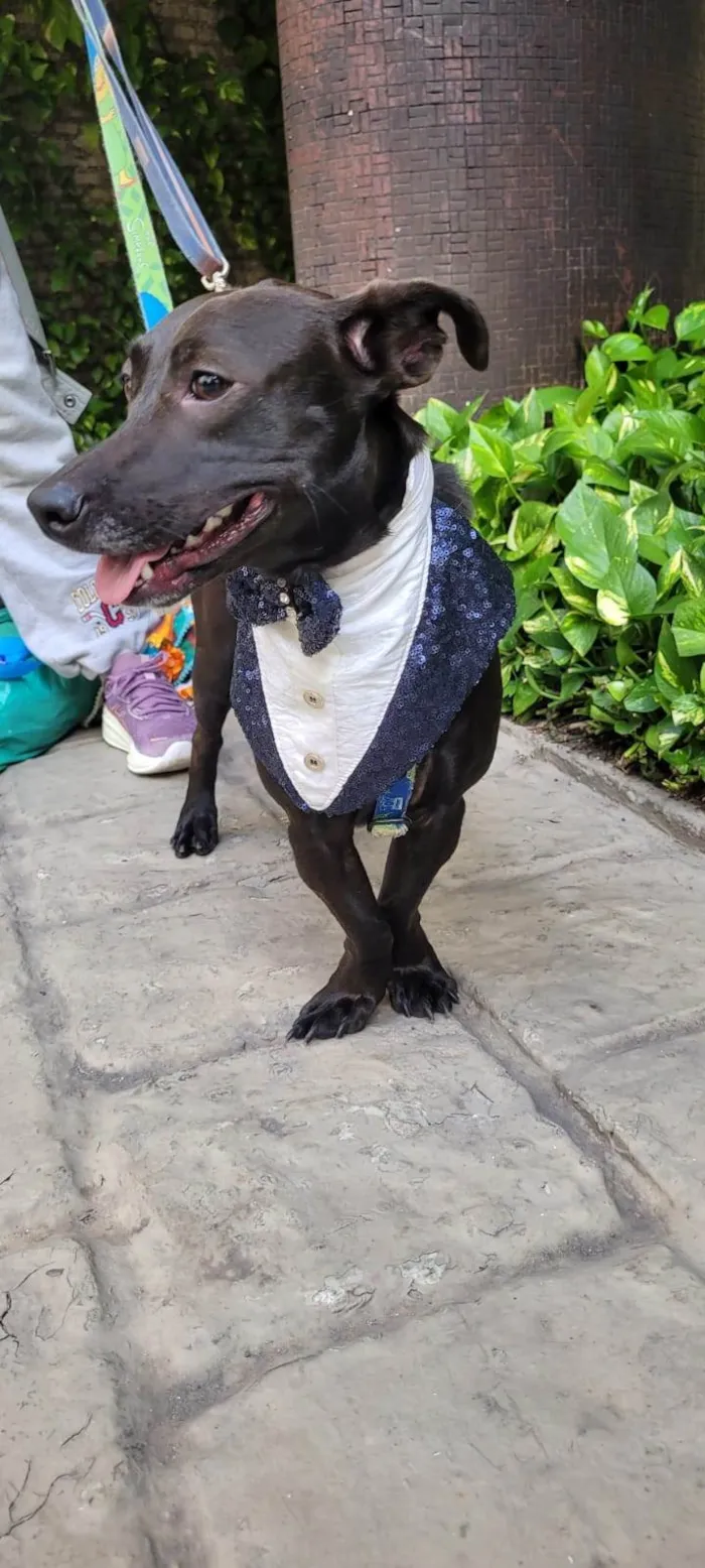 Cachorro ra a SRD-ViraLata idade 7 a 11 meses nome Joca