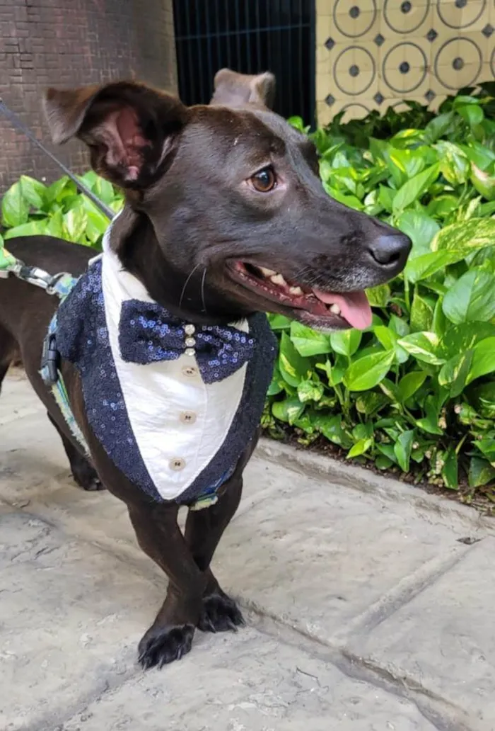 Cachorro ra a SRD-ViraLata idade 7 a 11 meses nome Joca