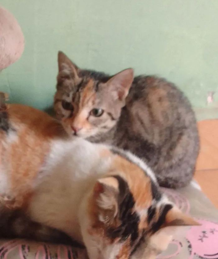 Gato ra a SRD-ViraLata idade 7 a 11 meses nome Marie