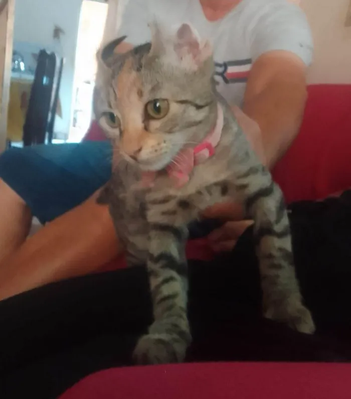 Gato ra a SRD-ViraLata idade 7 a 11 meses nome Marie