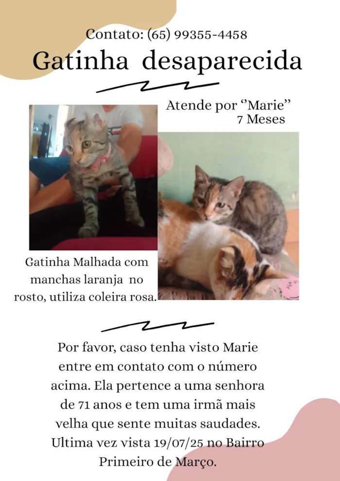 Gato ra a SRD-ViraLata idade 7 a 11 meses nome Marie