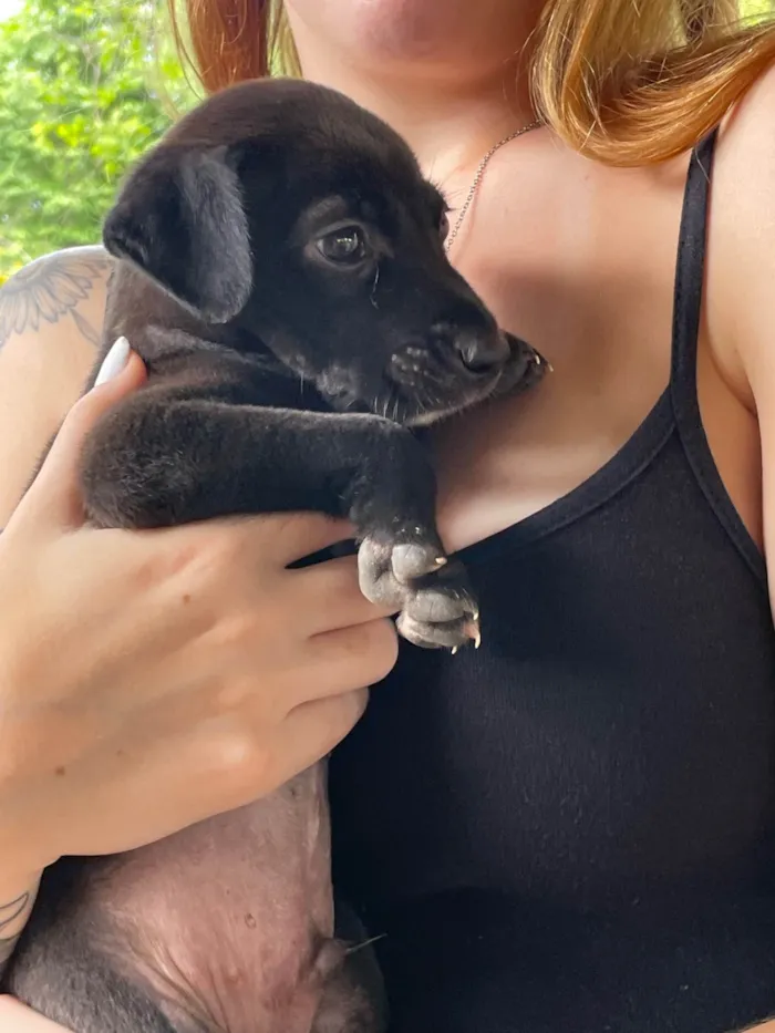 Cachorro ra a SRD-ViraLata idade Abaixo de 2 meses nome juninho