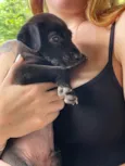 juninho