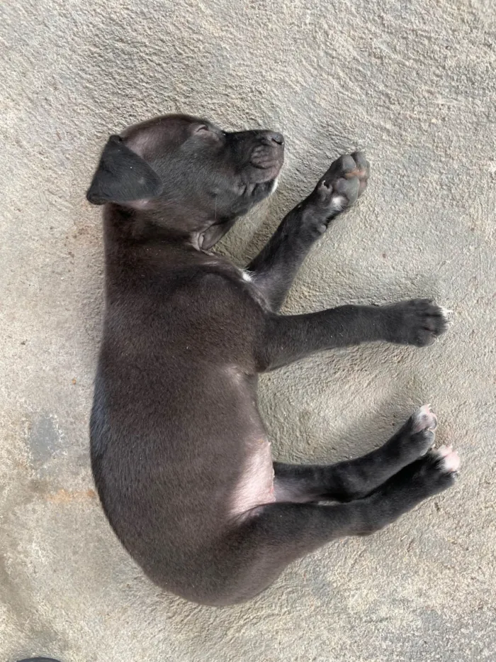 Cachorro ra a SRD-ViraLata idade Abaixo de 2 meses nome juninho