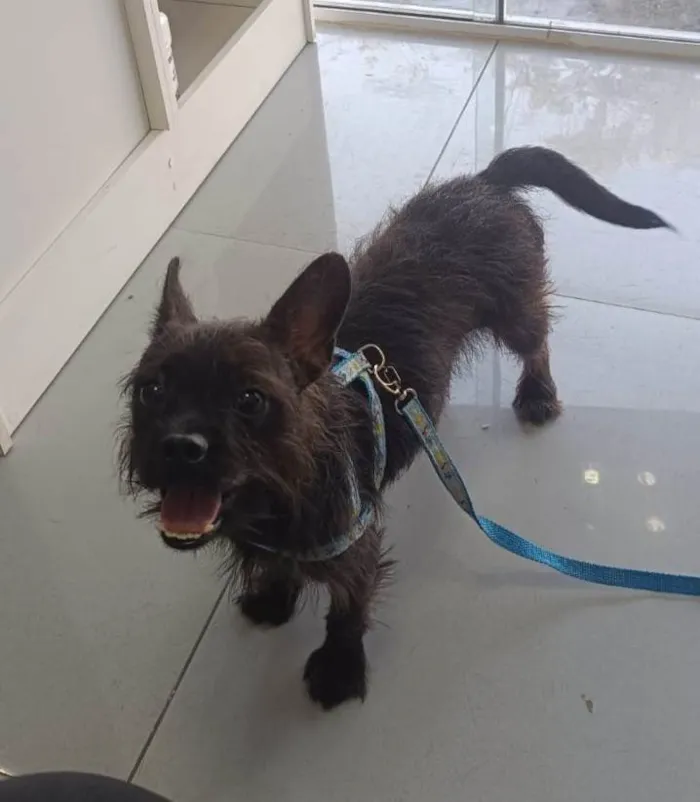 Gato ra a Angorá idade 1 ano nome Pretinho