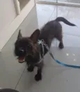 Pretinho