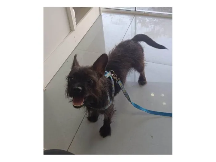 Gato ra a Angorá idade 1 ano nome Pretinho