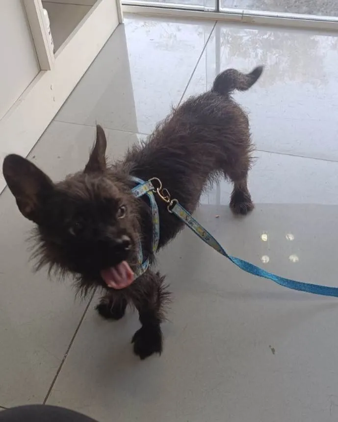Gato ra a Angorá idade 1 ano nome Pretinho