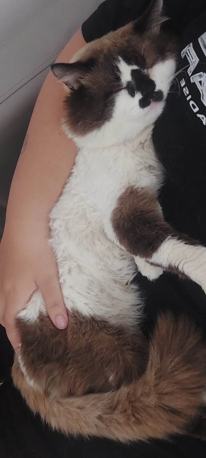 Gato ra a SRD-ViraLata idade 3 anos nome Nino