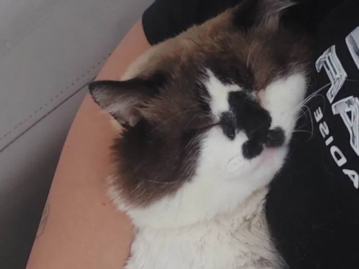 Gato ra a SRD-ViraLata idade 3 anos nome Nino