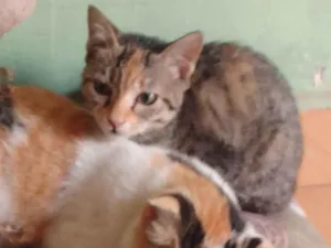 Gato raça SRD-ViraLata idade 7 a 11 meses nome Marie