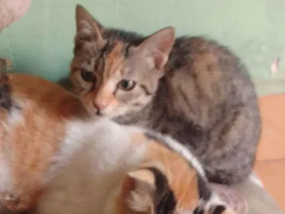 Gato raça SRD-ViraLata idade 7 a 11 meses nome Marie