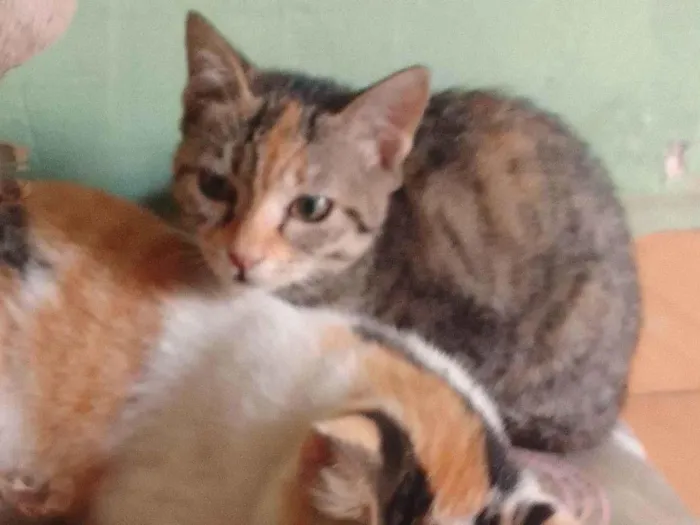 Gato ra a SRD-ViraLata idade 7 a 11 meses nome Marie