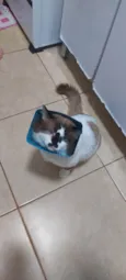 Nino