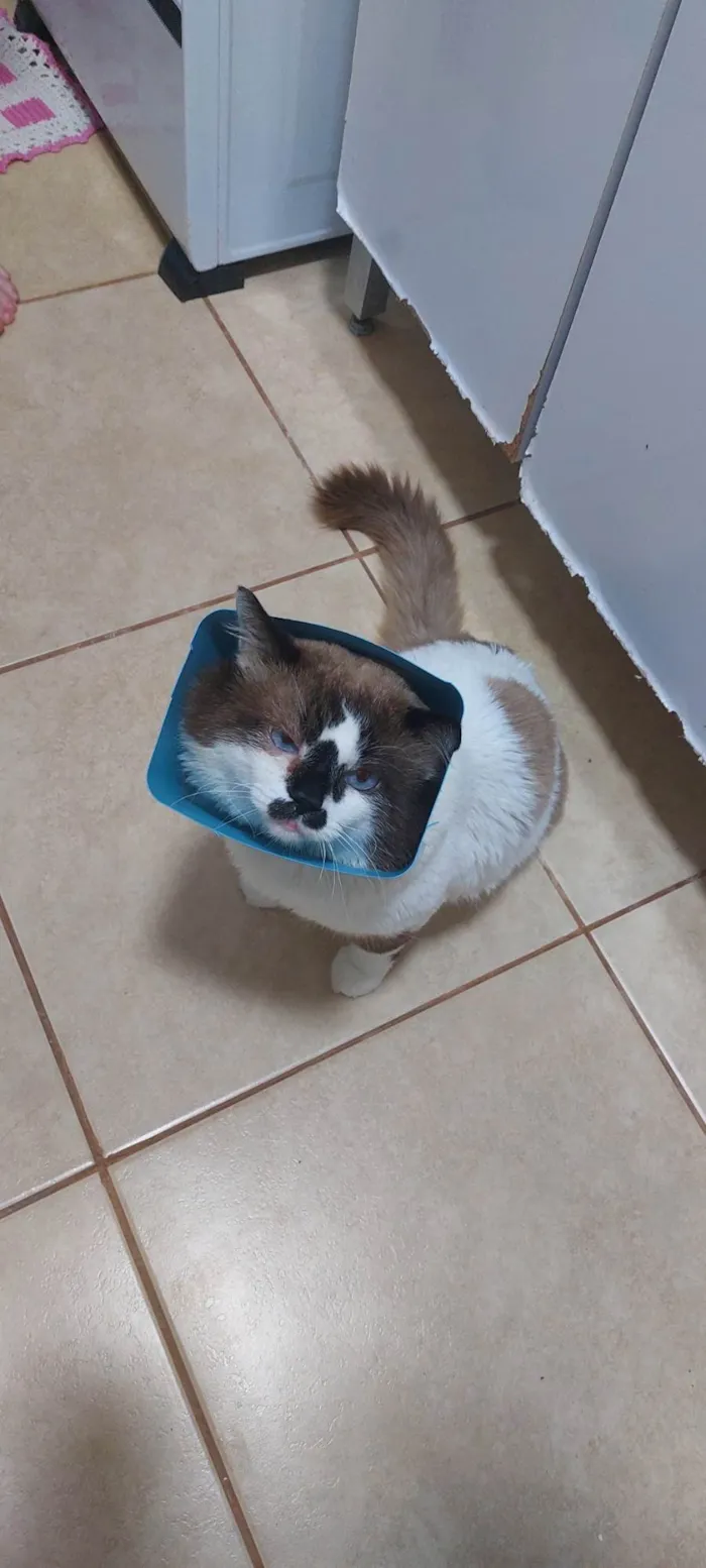 Gato ra a SRD-ViraLata idade 3 anos nome Nino