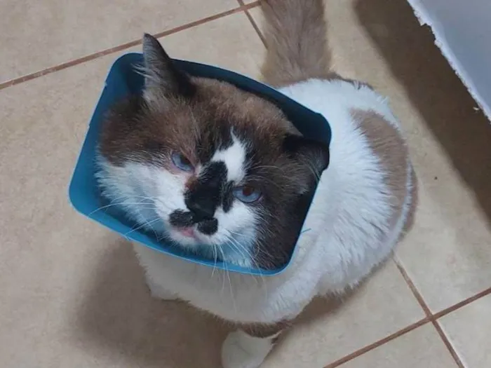 Gato ra a SRD-ViraLata idade 3 anos nome Nino