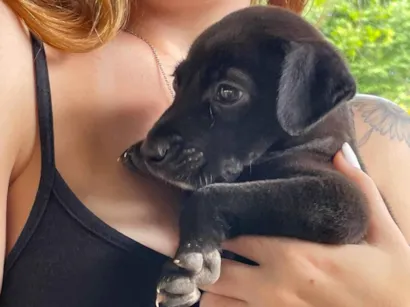 Cachorro raça SRD-ViraLata idade Abaixo de 2 meses nome juninho