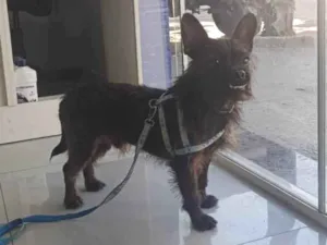 Gato raça Angorá idade 1 ano nome Pretinho