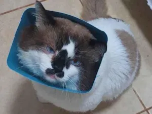 Gato raça SRD-ViraLata idade 3 anos nome Nino
