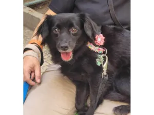 Cachorro raça SRD-ViraLata idade 1 ano nome Mahio