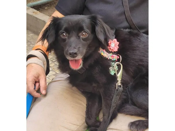 Cachorro ra a SRD-ViraLata idade 1 ano nome Mahio