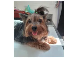 Cachorro raça Yorkshire idade 5 anos nome Nina