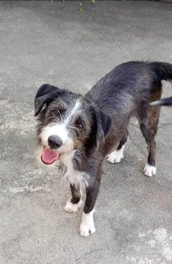 Cachorro ra a SRD-ViraLata idade 7 a 11 meses nome Zeca