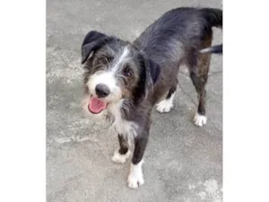 Cachorro raça SRD-ViraLata idade 7 a 11 meses nome Zeca