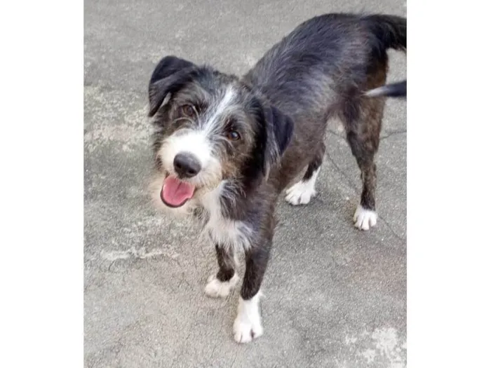 Cachorro ra a SRD-ViraLata idade 7 a 11 meses nome Zeca