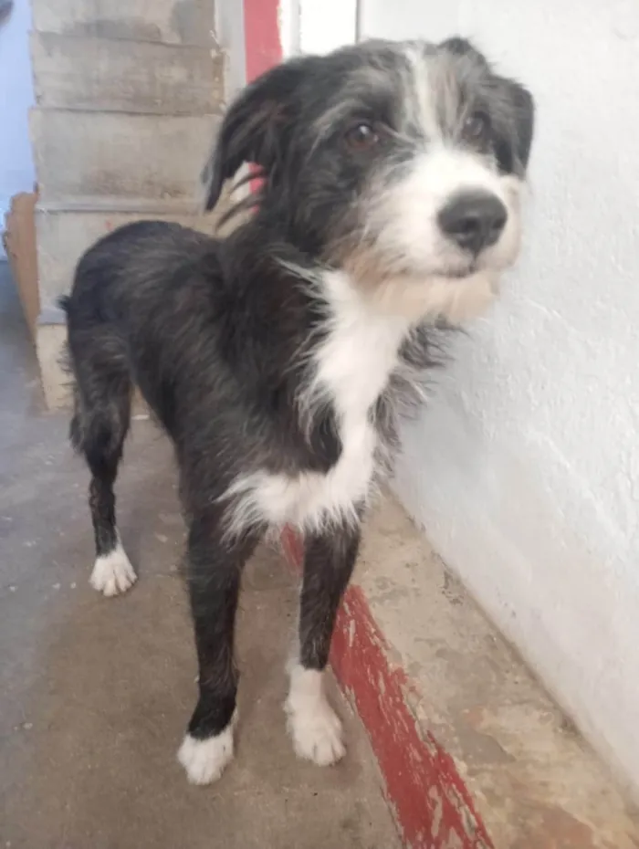 Cachorro ra a SRD-ViraLata idade 7 a 11 meses nome Zeca