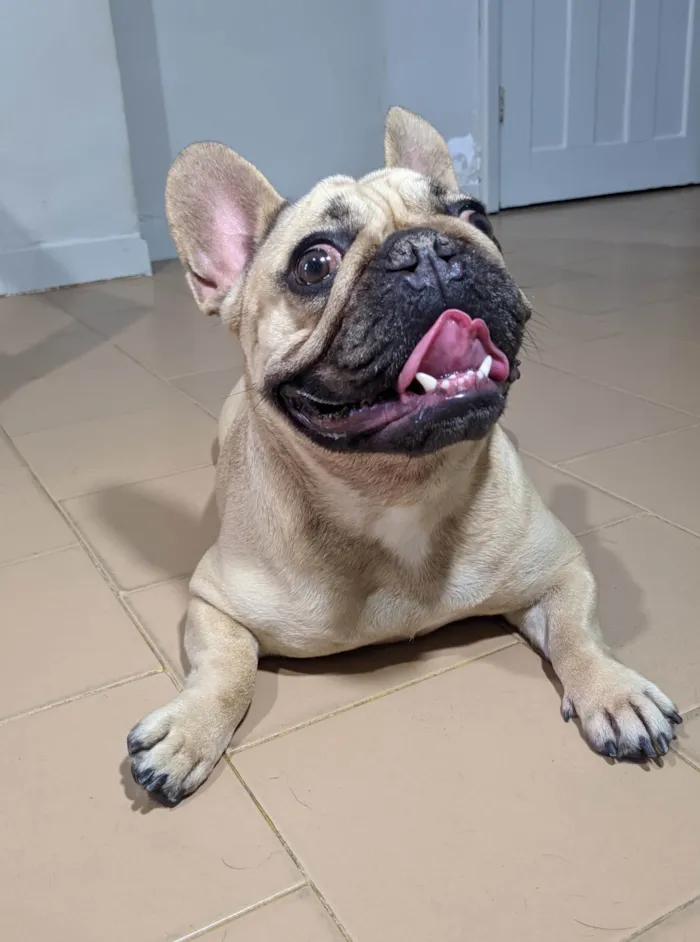 Cachorro ra a Bulldog idade 2 anos nome Hana