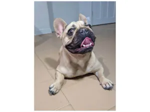 Cachorro raça Bulldog idade 2 anos nome Hana