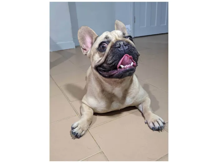 Cachorro ra a Bulldog idade 2 anos nome Hana