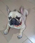 Hana